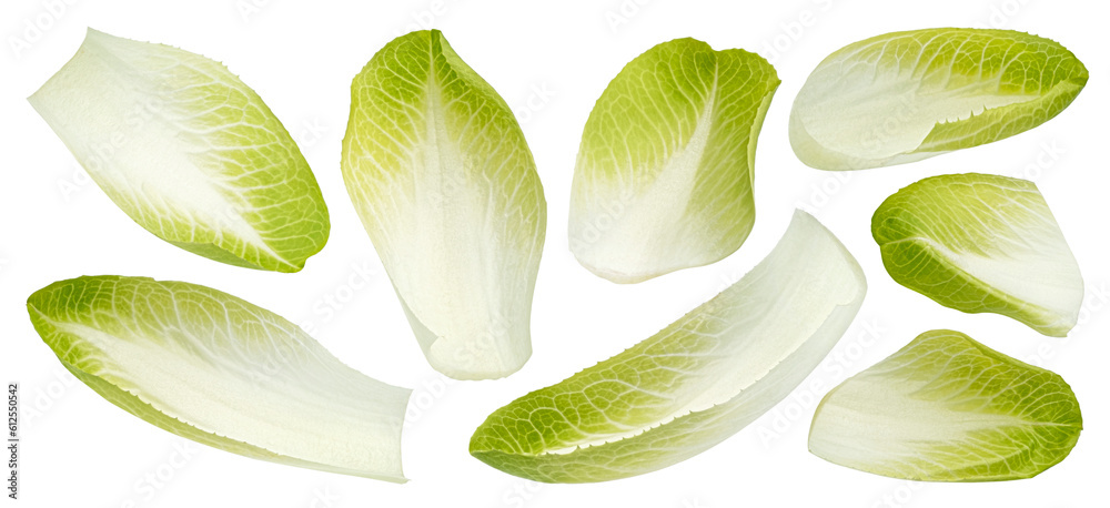 Fresh endive, green chicory salad leaves isolated on white background