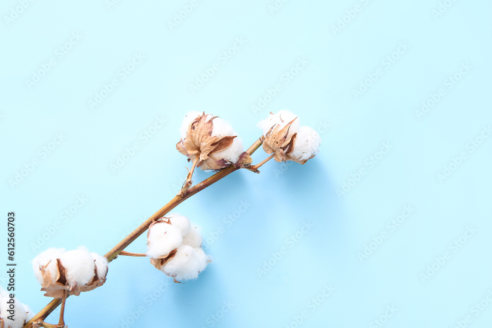 Cotton sprig on blue background