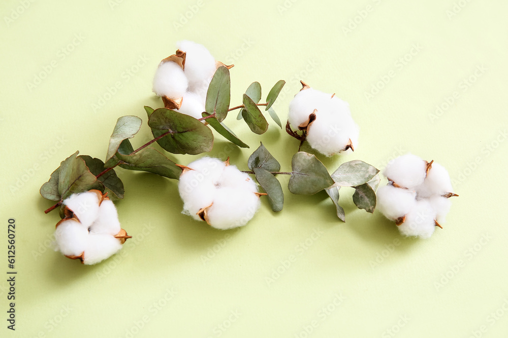 Cotton flowers and eucalyptus on green background