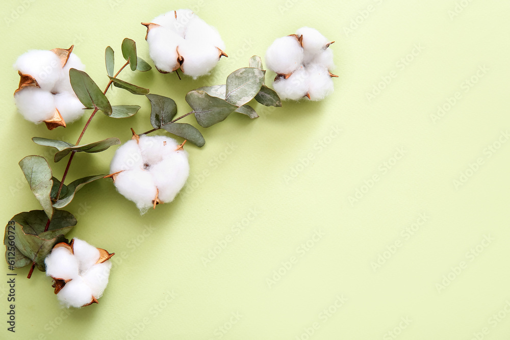 Cotton flowers and eucalyptus on green background