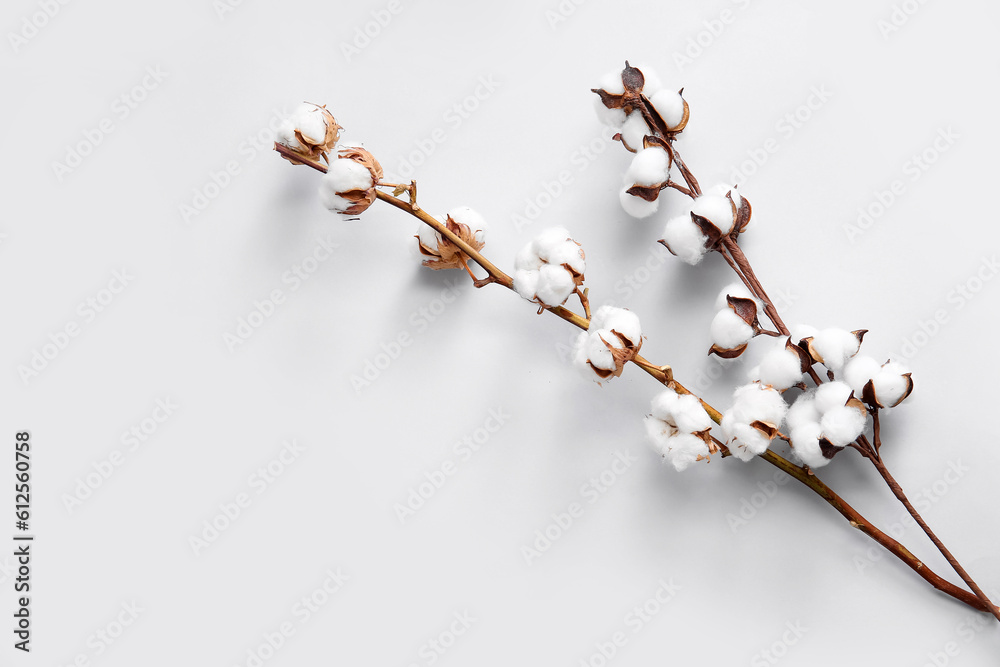 Cotton sprigs on white background