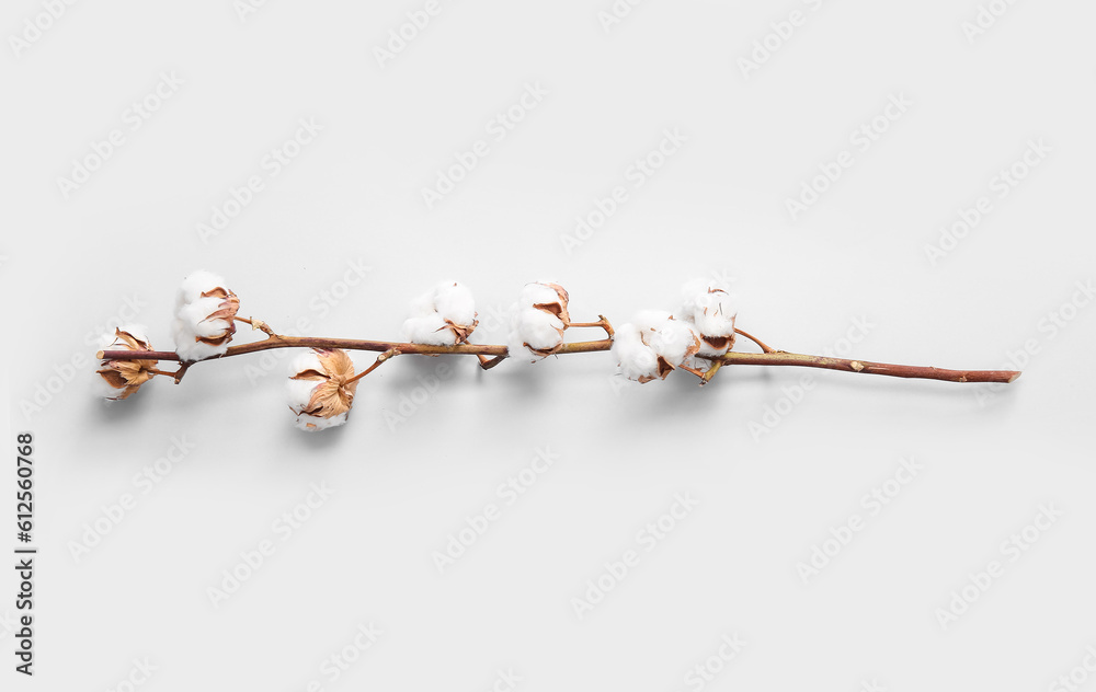 Cotton sprig on white background