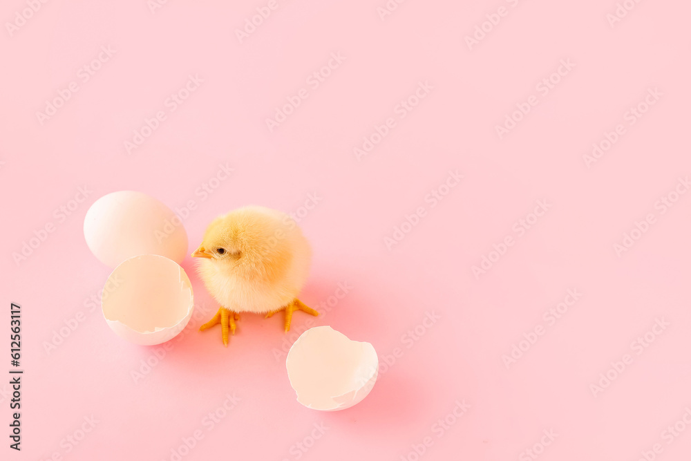 Cute little chick with egg shell on pink background