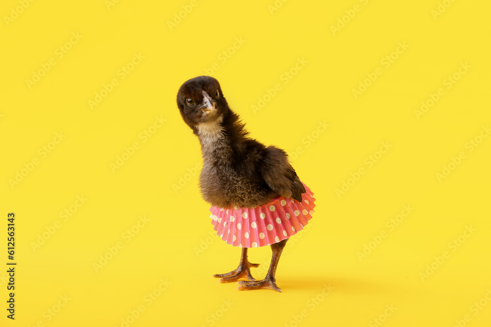 Cute little chick with skirt on yellow background