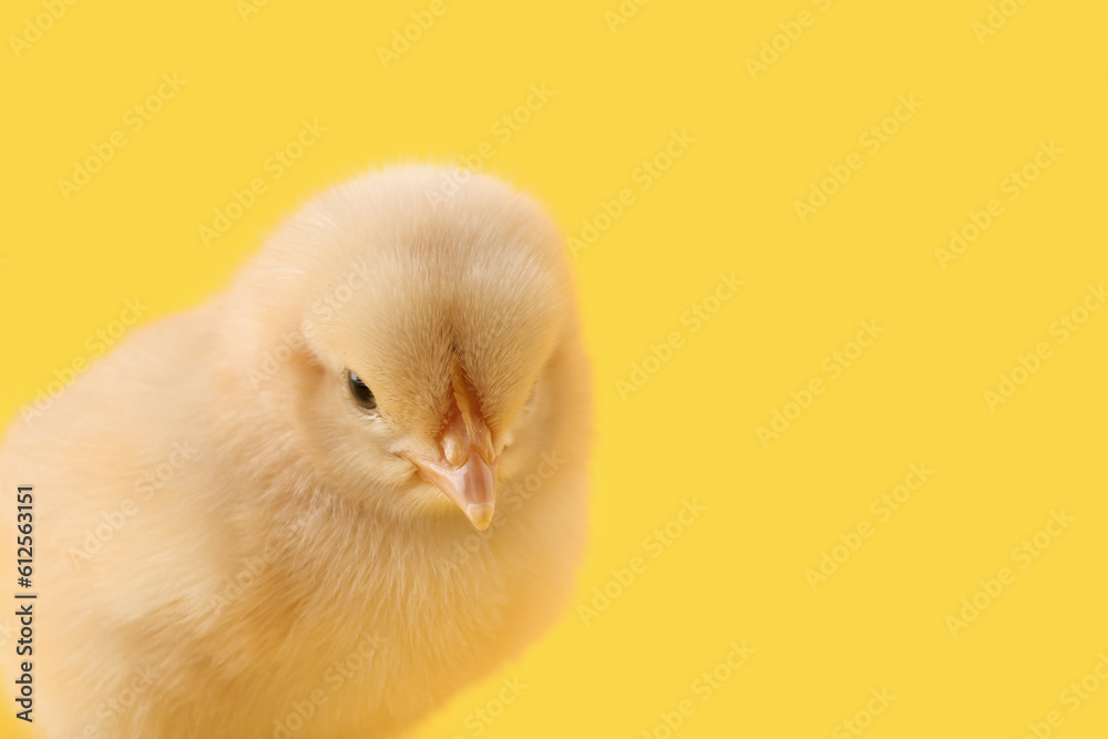 Cute little chick on yellow background