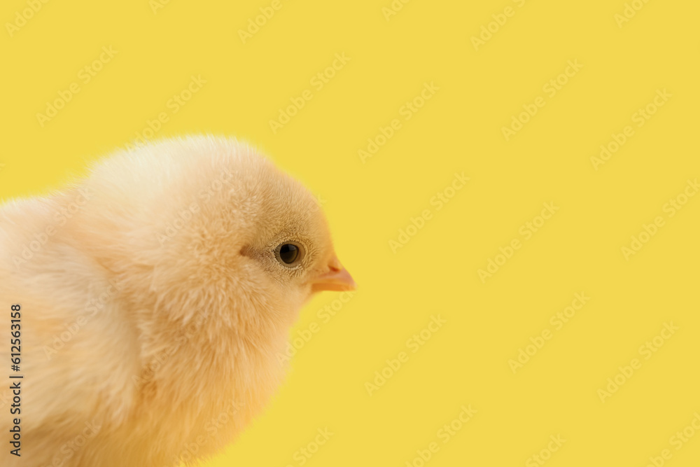 Cute little chick on yellow background