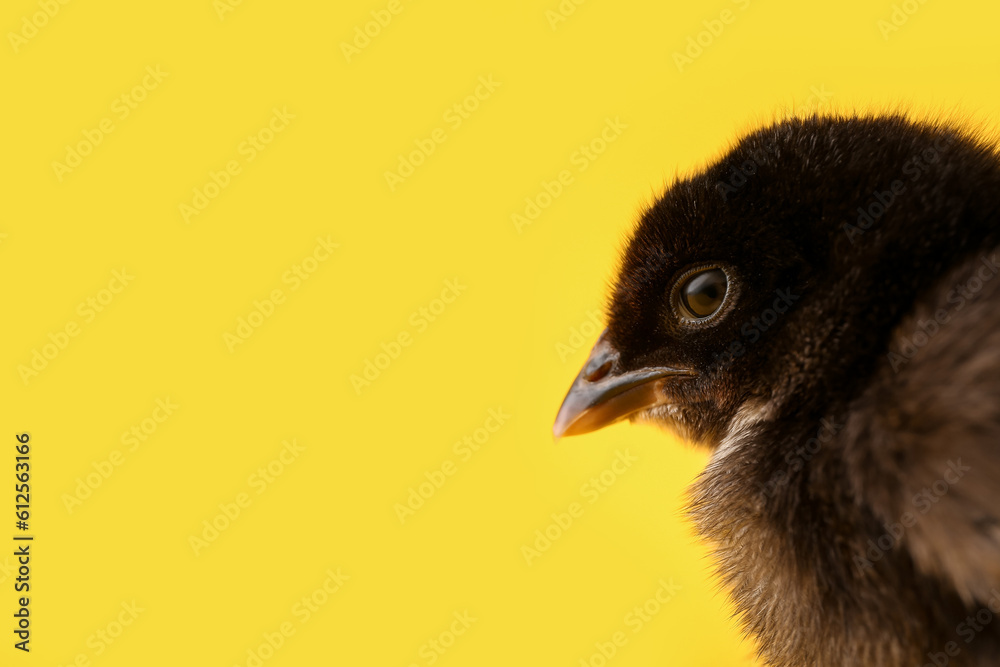 Cute little chick on yellow background