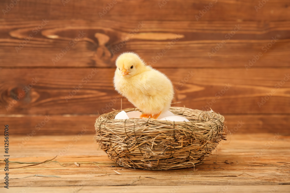 Nest with cute little chick and eggs on wooden background