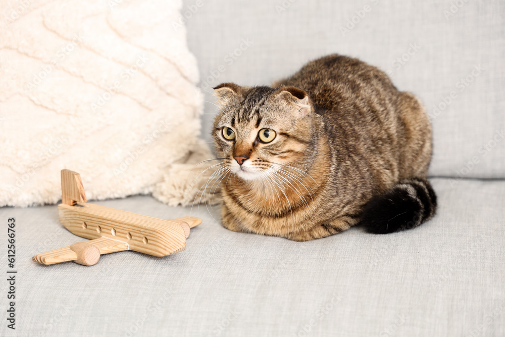 Scottish fold cat with wooden airplane on sofa at home