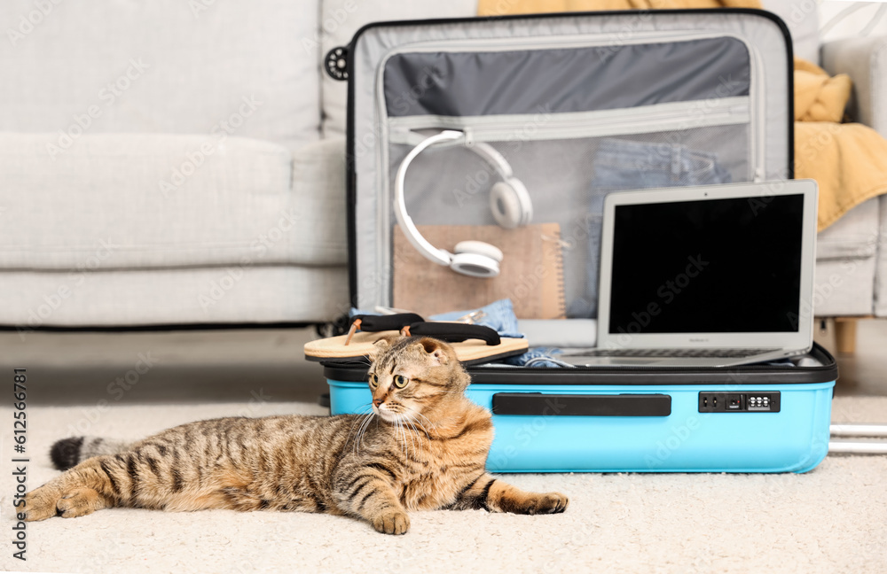 Scottish fold cat lying near suitcase at home