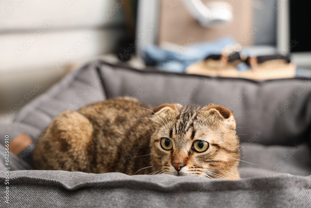 Scottish fold cat in pet bed at home, closeup