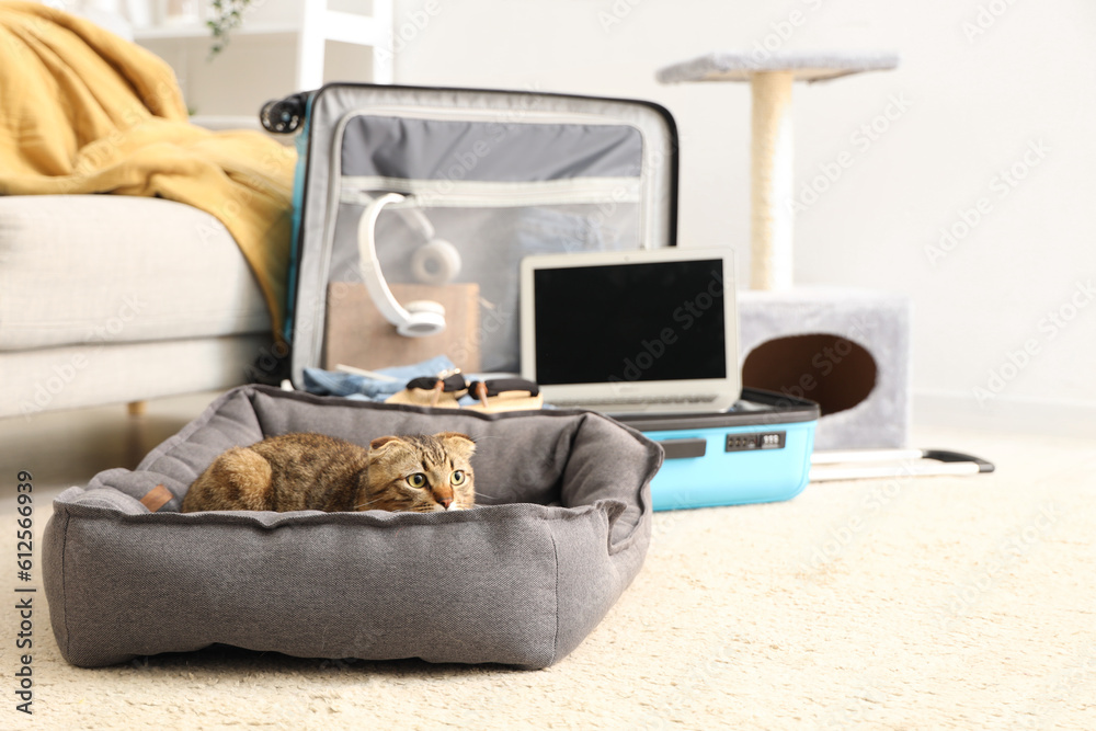 Scottish fold cat in pet bed at home