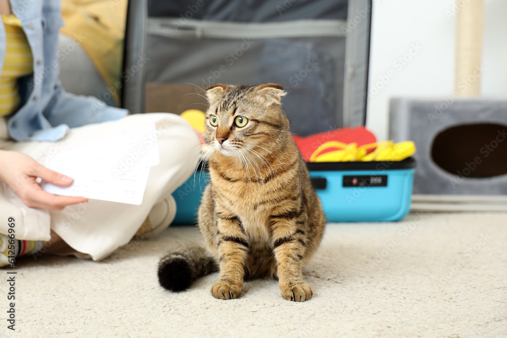 Scottish fold cat and owner packing suitcase at home, closeup