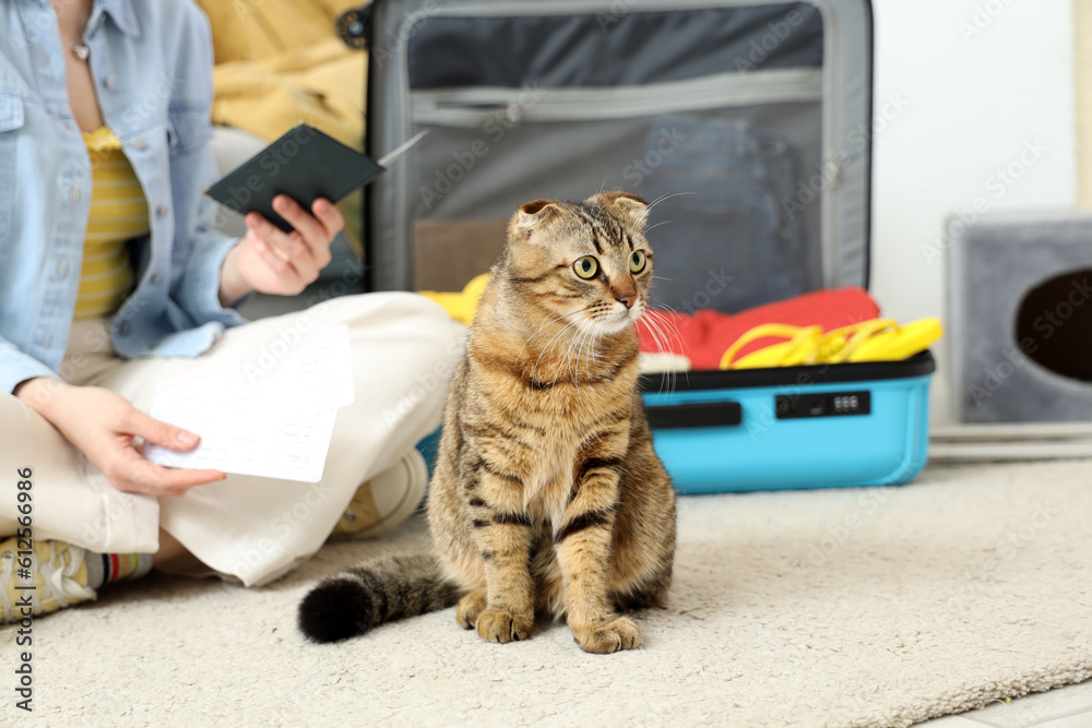 Scottish fold cat and owner packing suitcase at home, closeup