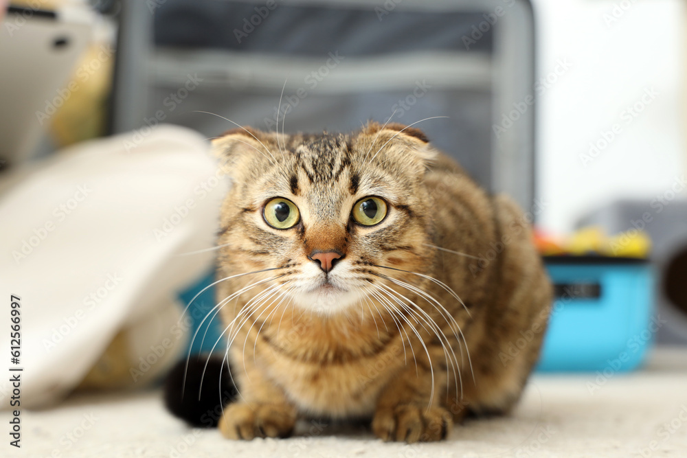 Scottish fold cat and suitcase at home, closeup