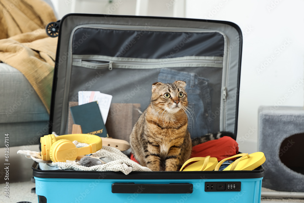 Scottish fold cat in suitcase at home