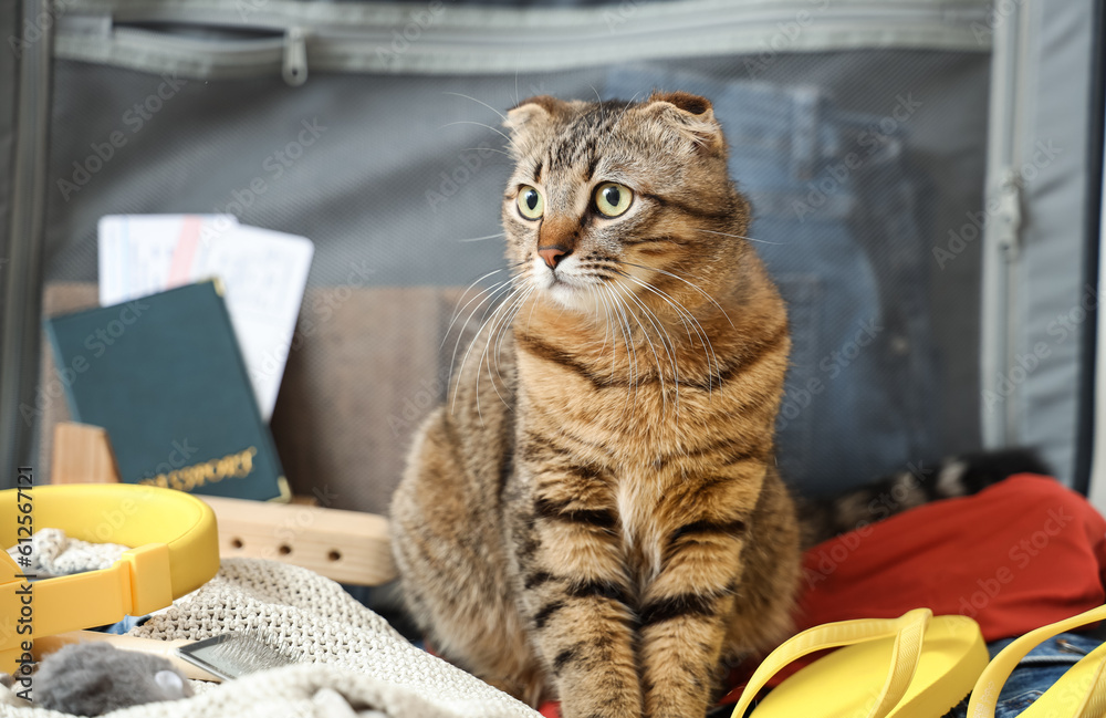 Scottish fold cat in suitcase at home, closeup