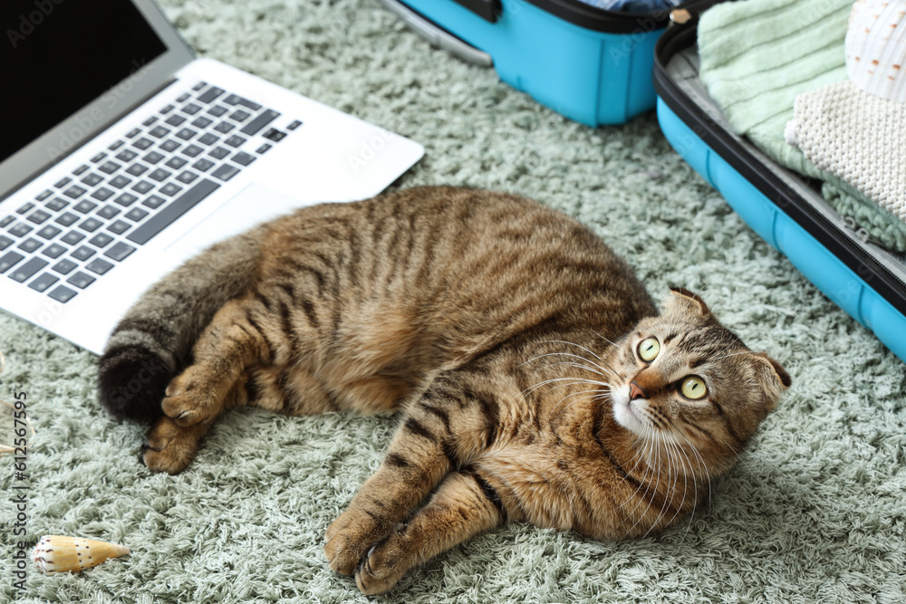 Scottish fold cat with laptop and suitcase on green carpet