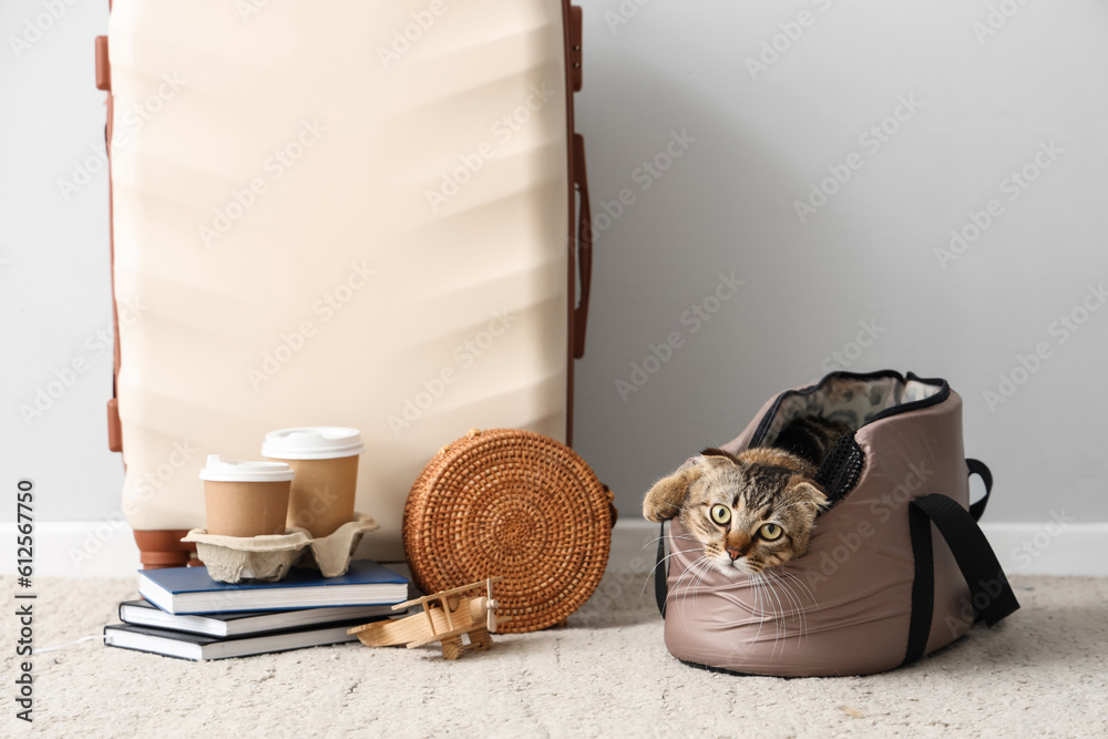 Scottish fold cat in carrier and travelling accessories near light wall