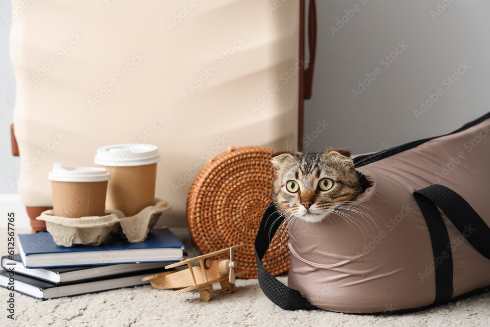 Scottish fold cat in carrier and travelling accessories near light wall