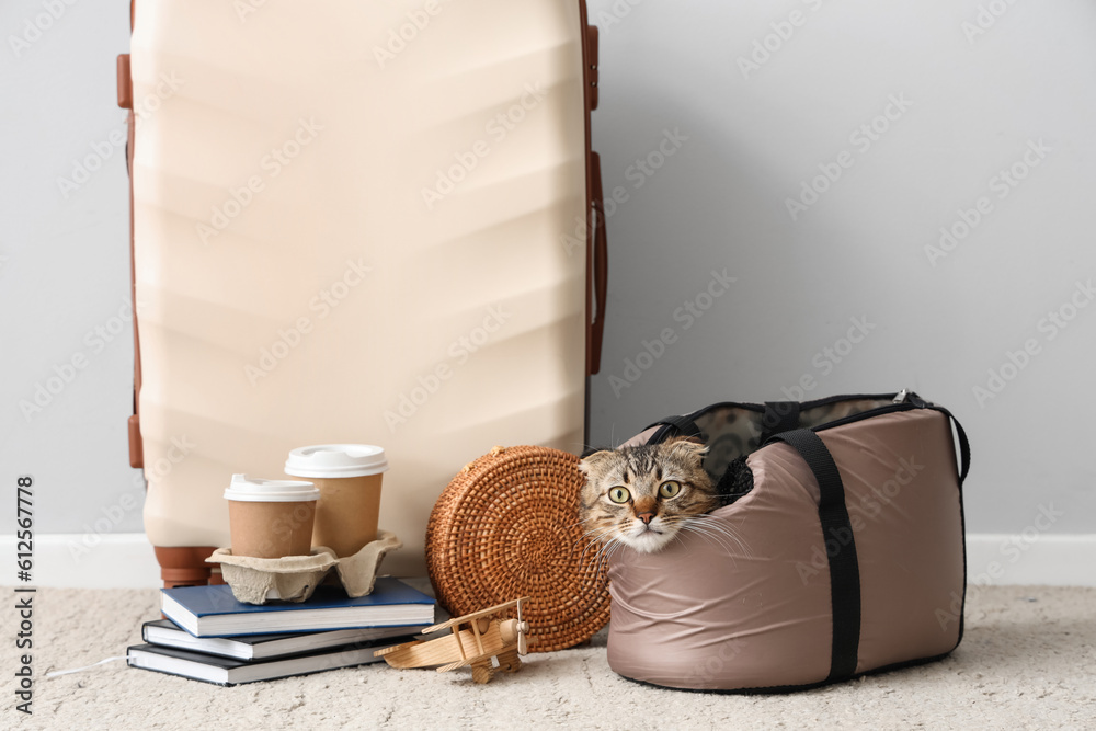 Scottish fold cat in carrier and travelling accessories near light wall