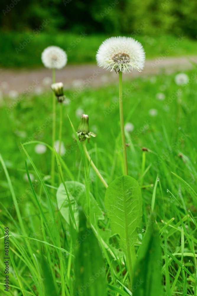 White dandelion flowers in park