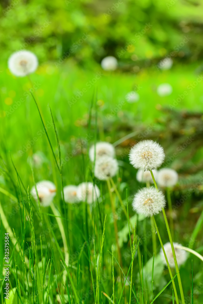 White dandelion flowers in park