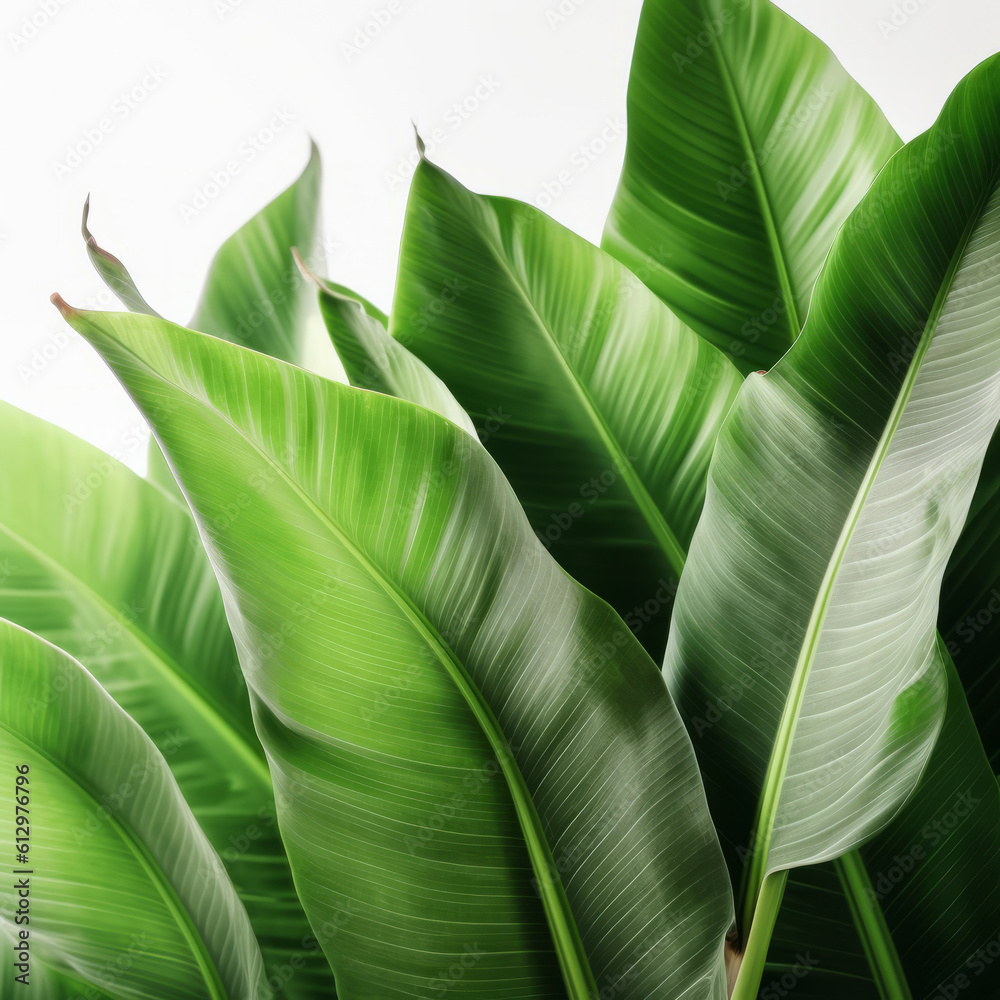 Banana leaves background. Illustration AI Generative.