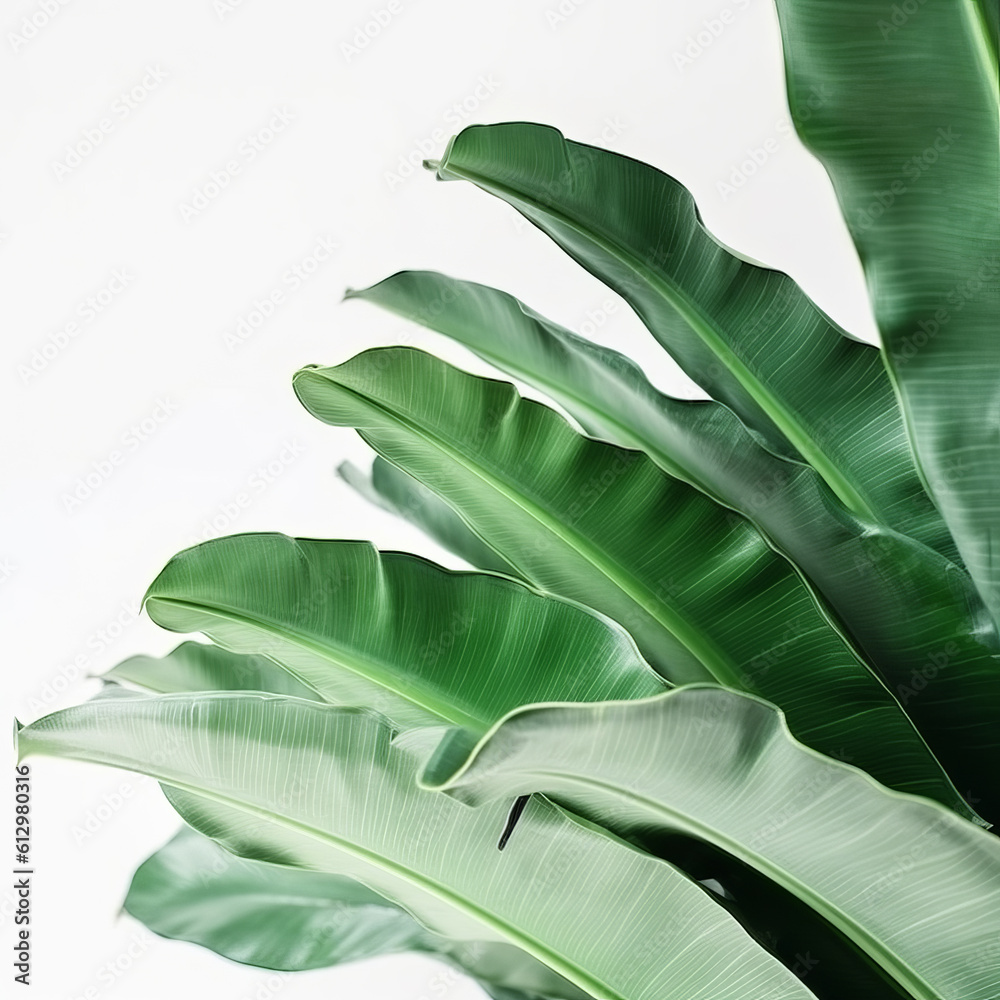 Banana leaves background. Illustration AI Generative.