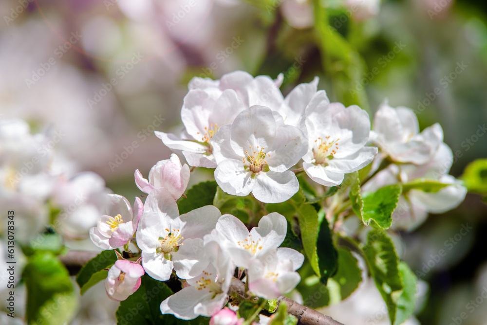 appletree blossom branch in the garden in spring 