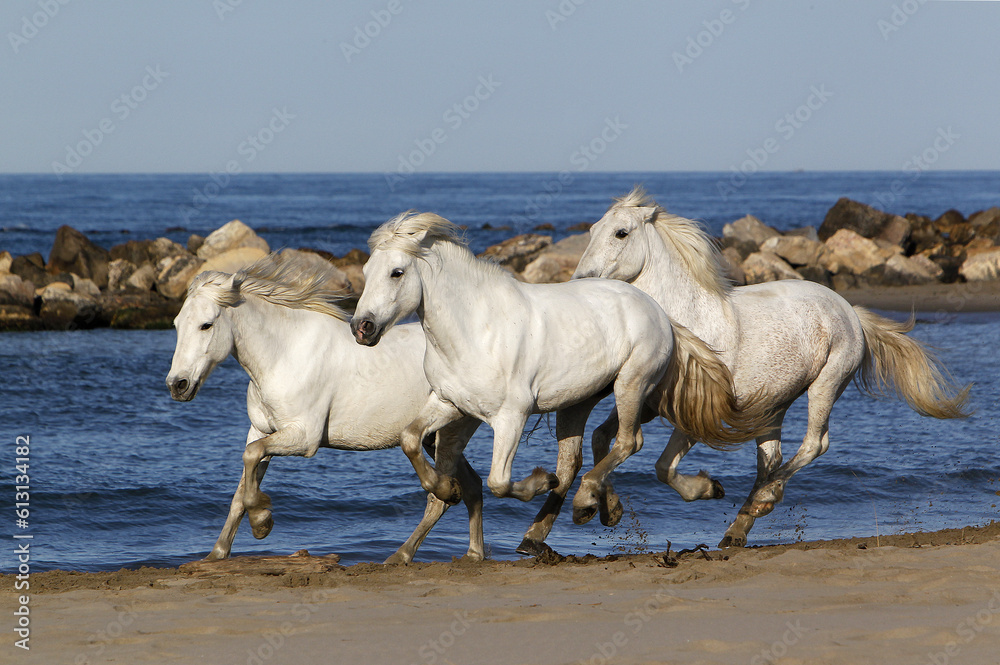 Camargue Horse, Galloping on the Beach, Saintes Marie de la Mer in Camargue, in the South of France