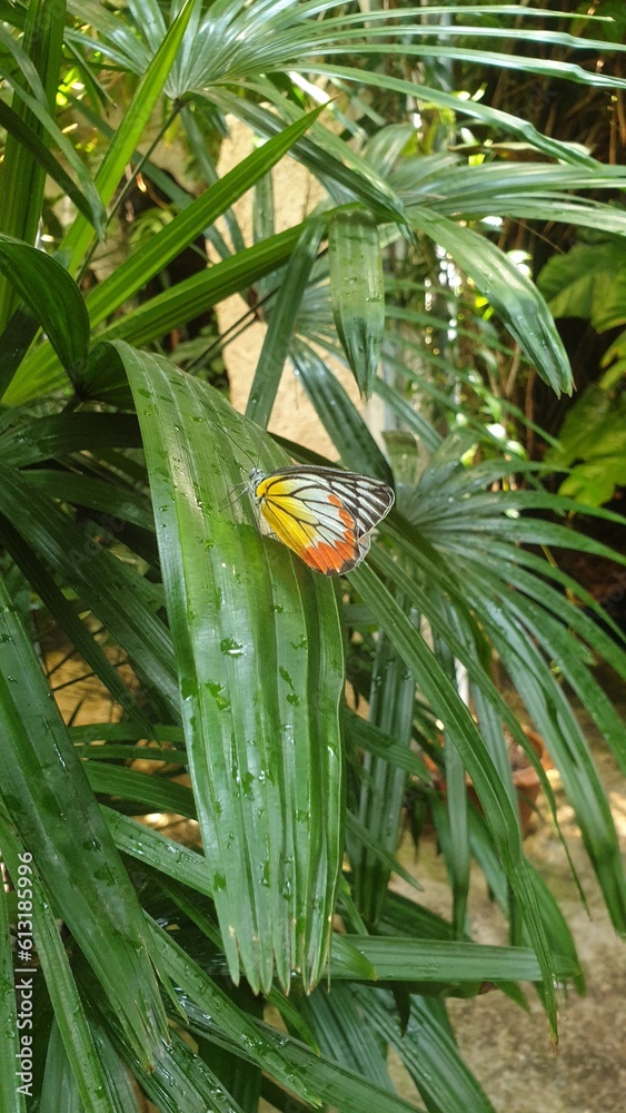 butterfly on a palm