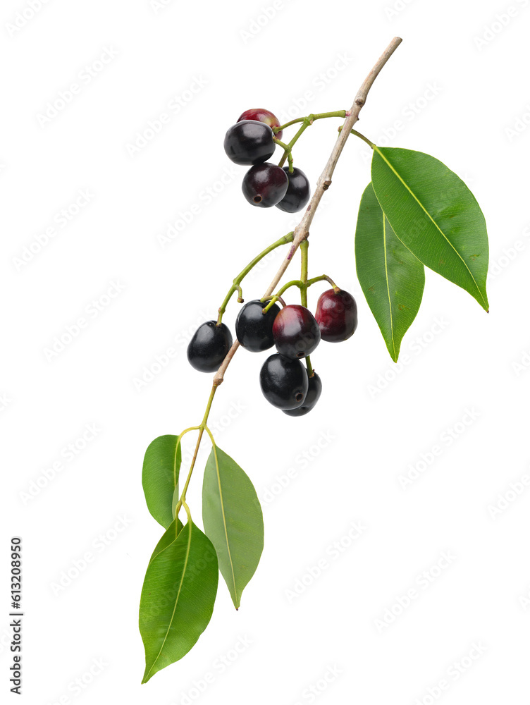 Jambolan plum fruits on branch with leaves isolate on white background.