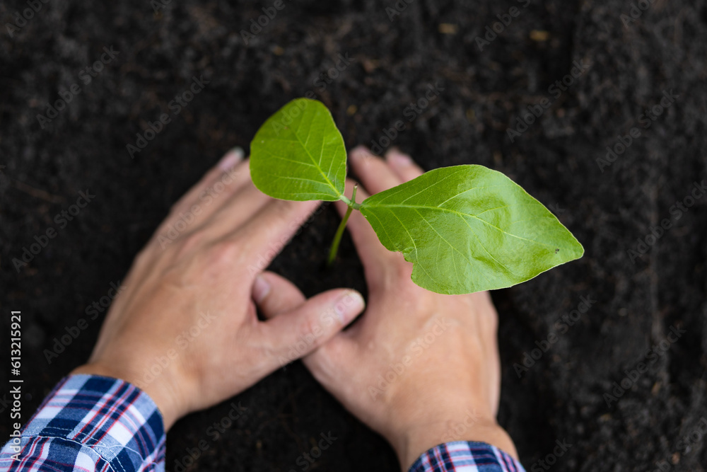 Farmers plant seedlings into fertile soil.