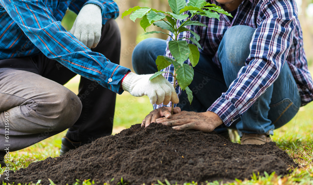 Farmers plant seedlings into fertile soil, nature care cooperation.