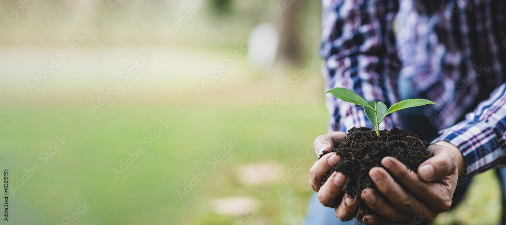 Farmers hand holding seedlings ready to plant.