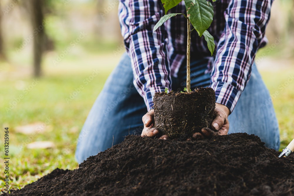 Farmers plant seedlings into fertile soil.