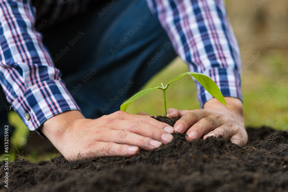 Farmers plant seedlings into fertile soil.