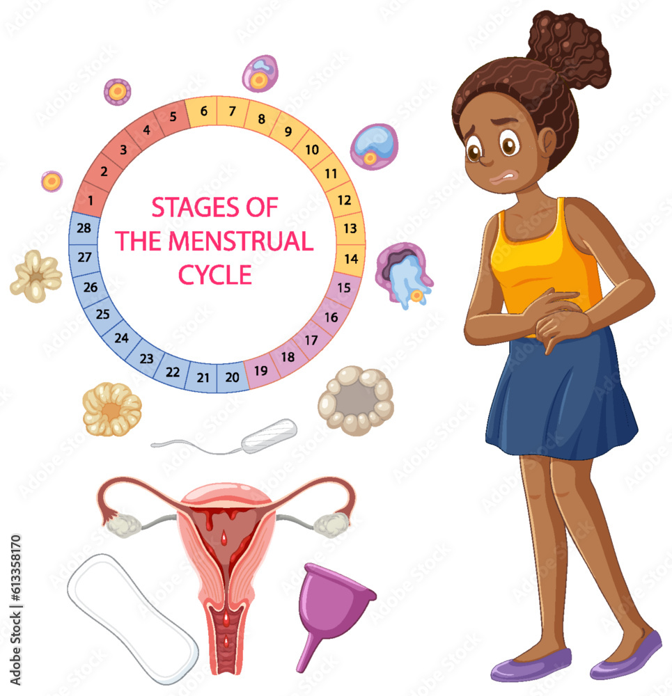 Stages of the Menstrual Cycle Concept