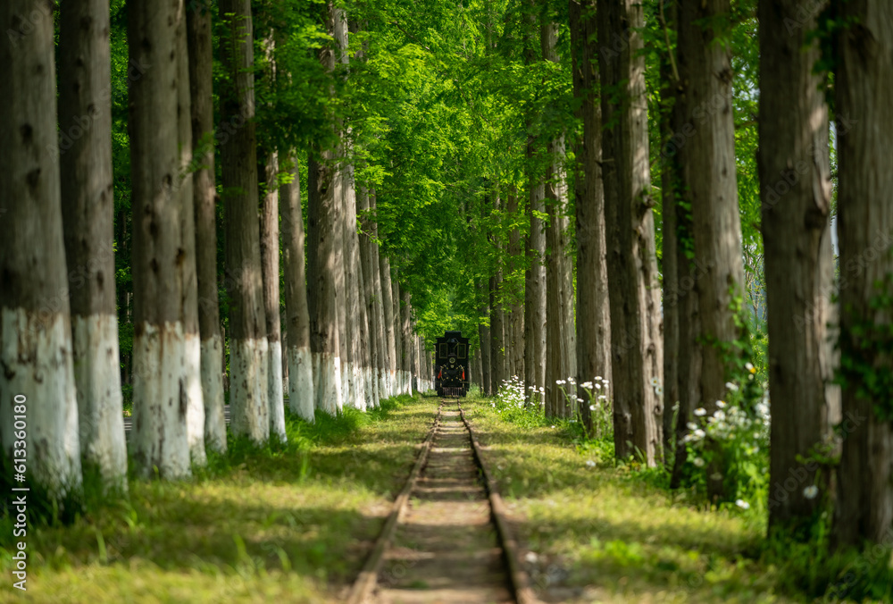 railway and train in the forest