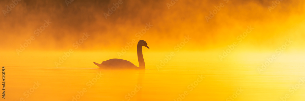 A swan on a misty lake during a beautiful sunrise