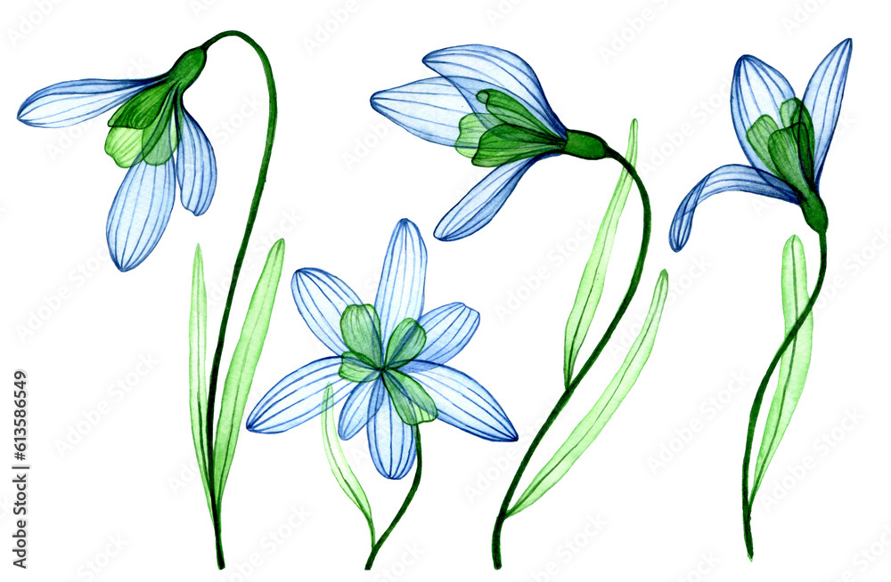 watercolor drawing, set of transparent flowers snowdrops. blue spring flowers, tenderness cleanly