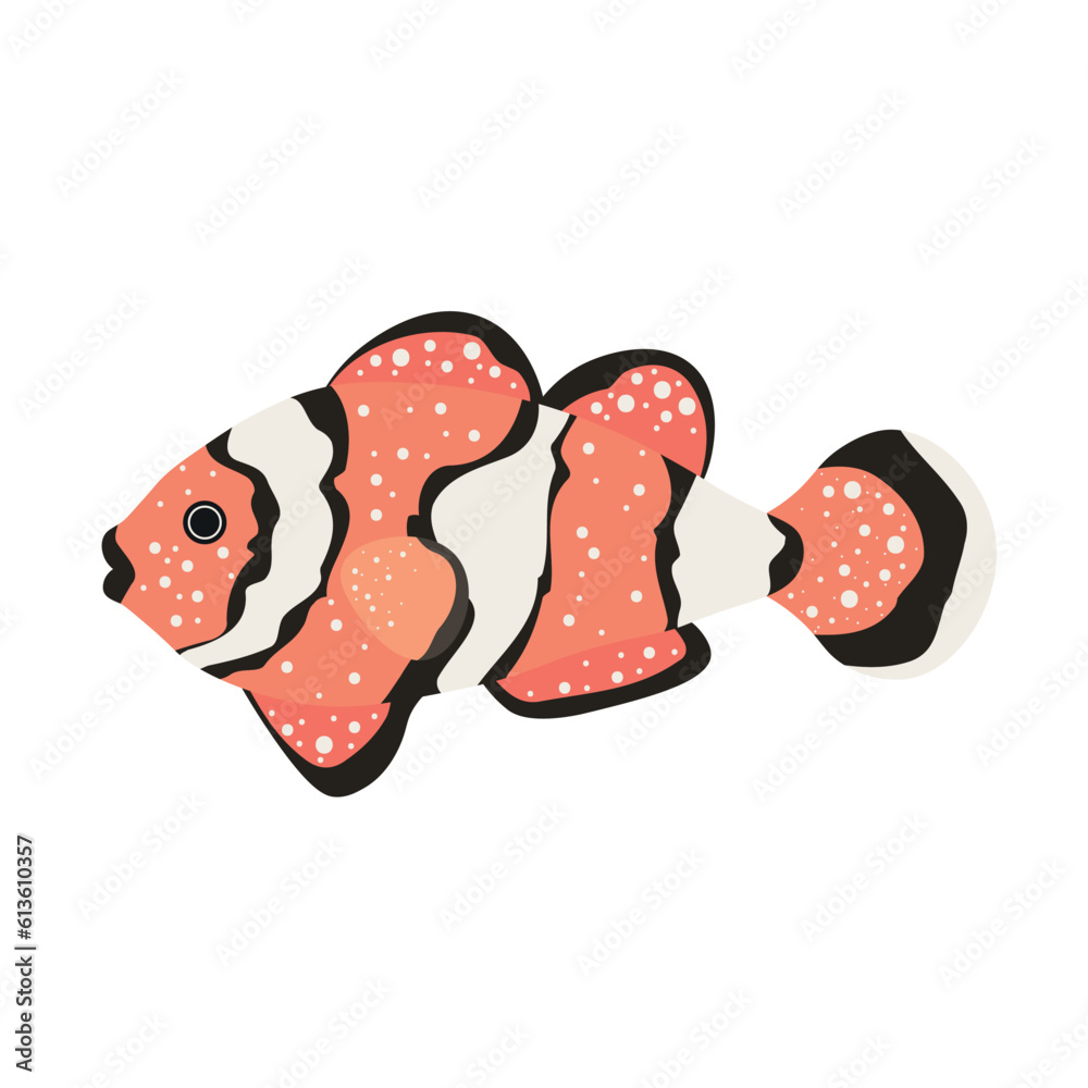 Beautiful clownfish on white background