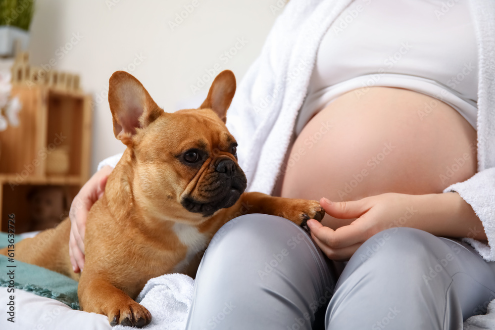 Young pregnant woman with French bulldog in bedroom, closeup