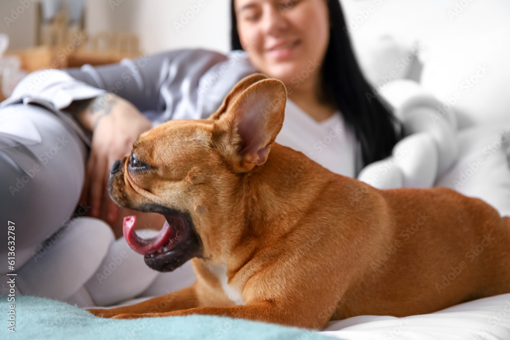 Young pregnant woman with French bulldog in bedroom, closeup