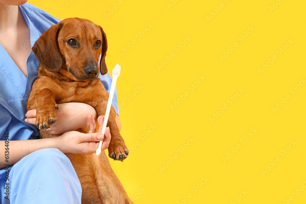 Female veterinarian brushing teeth of dachshund dog on yellow background, closeup