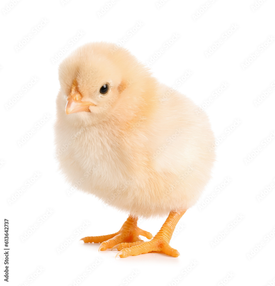 Cute little chick on white background