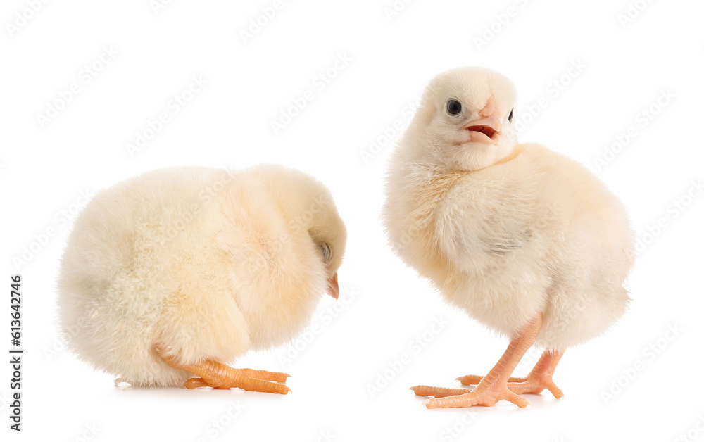 Cute little chicks on white background