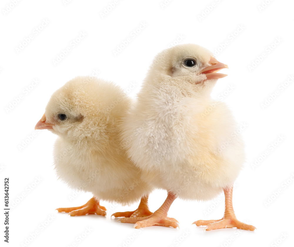 Cute little chicks on white background