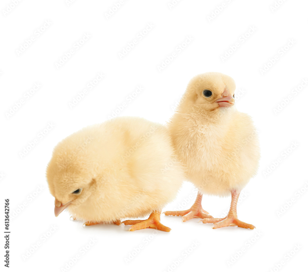 Cute little chicks on white background